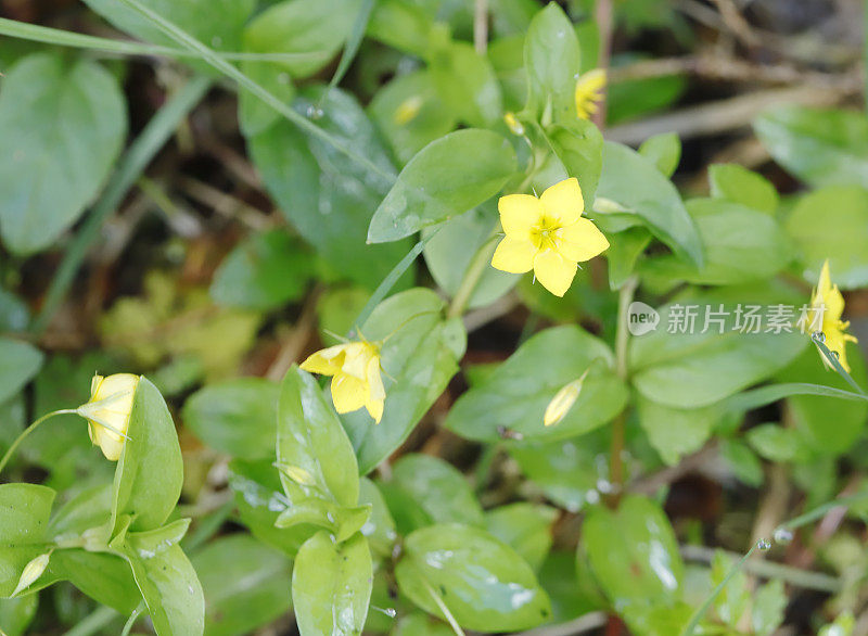 黄花蓼(Lysimachia nemorum)